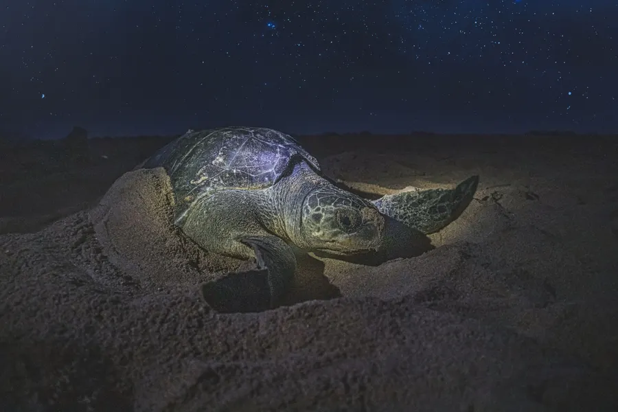 Night Turtle Conservation at Sukamade