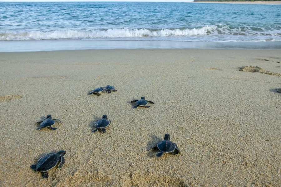 Baby Turtle Release at Dawn