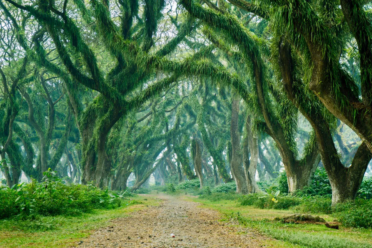 Banyuwangi