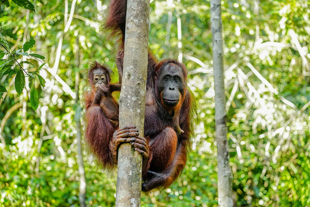 Borneo