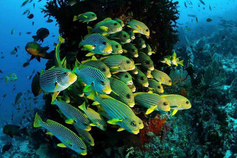 Ekosistem Bawah Laut Raja Ampat
